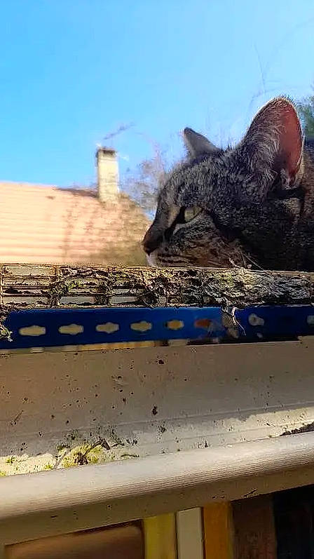 Yumi participe au concours pour gagner de l'argent avec cette photo : brick, building, carnivore, cat, domestic_short_haired_cat, felidae, fur, grass, plant, roof, sky, small_to_medium_sized_cats, snout, soil, tail, terrestrial_animal, tree, whiskers, wildlife, wood
