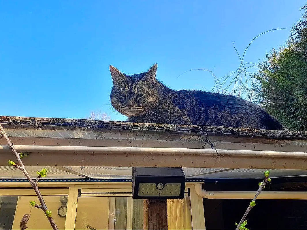 Yumi a rejoint le concours — aidez-le/la à gagner de superbes lots ! carnivore, cat, domestic_short_haired_cat, electric_blue, felidae, fur, grass, house, metal, plant, roof, sky, small_to_medium_sized_cats, tail, tints_and_shades, tree, twig, whiskers, winter, wood