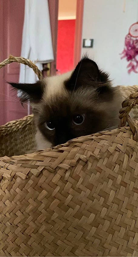 Toulouse a rejoint le concours — aidez-le/la à gagner de superbes lots ! birman, box, carnivore, cat, cat_bed, cat_supply, curtain, domestic_short_haired_cat, fawn, felidae, fur, iris, packaging_and_labeling, pattern, pet_supply, siamese, small_to_medium_sized_cats, snout, terrestrial_animal, whiskers