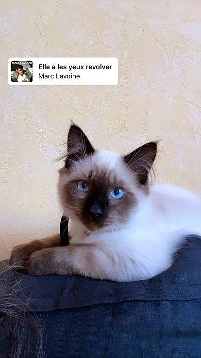 Toulouse a rejoint le concours — aidez-le/la à gagner de superbes lots ! birman, carnivore, cat, fawn, felidae, font, fur, photo_caption, siamese, small_to_medium_sized_cats, snout, whiskers