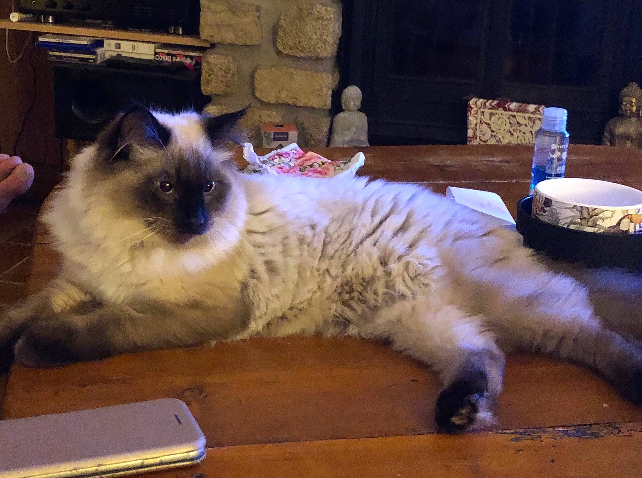 Toulouse participe au concours pour gagner de l'argent avec cette photo : balinese, birman, carnivore, cat, companion_dog, dog_breed, fawn, felidae, fur, gas, ragdoll, siamese, small_to_medium_sized_cats, snout, table, tail, terrestrial_animal, thai, whiskers, wood