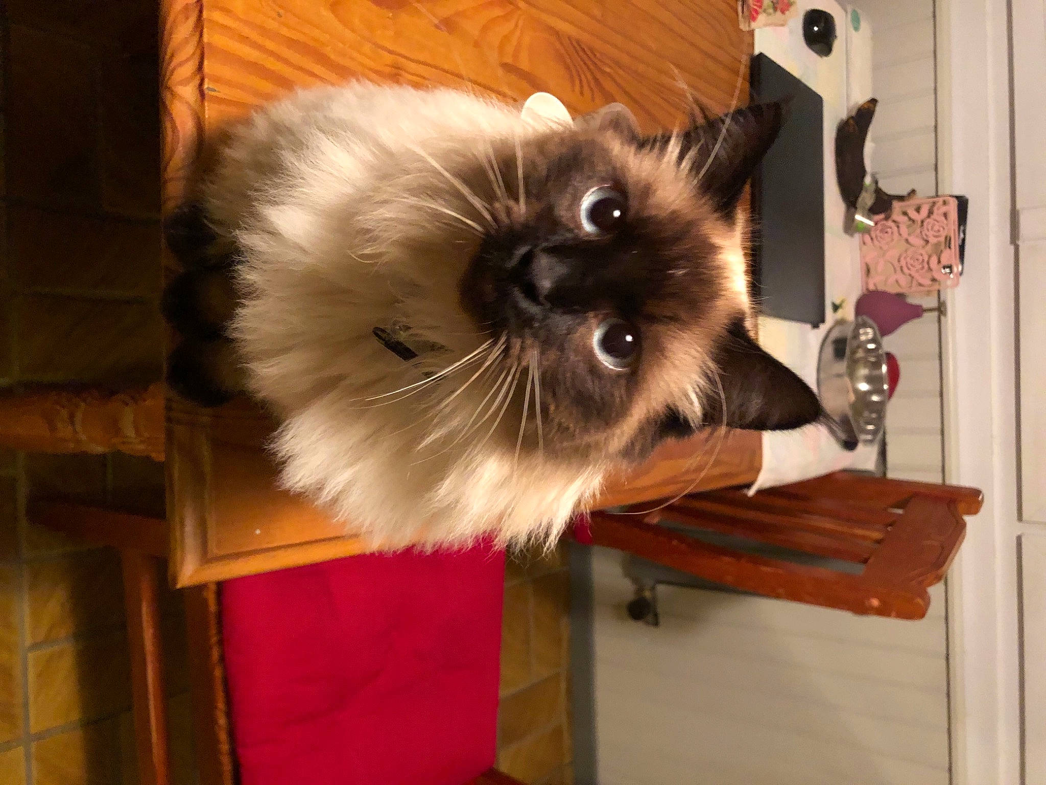 Toulouse participe au concours pour gagner de l'argent avec cette photo : blue, carnivore, cat, dog_breed, facial_expression, felidae, green, hairstyle, mammal, organism, photograph, room, small_to_medium_sized_cats, snout, tail, textile, vertebrate, whiskers, wood, yellow