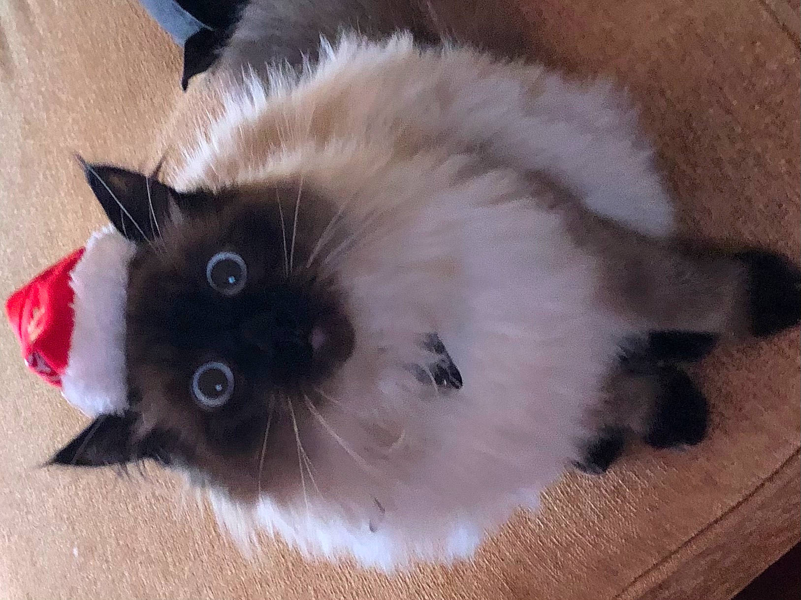 Toulouse a rejoint le concours — aidez-le/la à gagner de superbes lots ! beige, birman, carnivore, cat, fawn, felidae, fur, siamese, small_to_medium_sized_cats, snout, whiskers