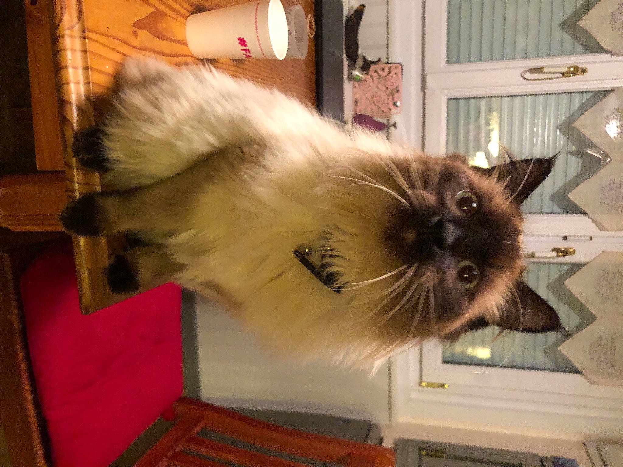 Toulouse participe au concours pour gagner de l'argent avec cette photo : blue, carnivore, cat, dog_breed, felidae, floor, green, hairstyle, kitten, lighting, mammal, organism, photograph, room, small_to_medium_sized_cats, textile, vertebrate, whiskers, wood, yellow