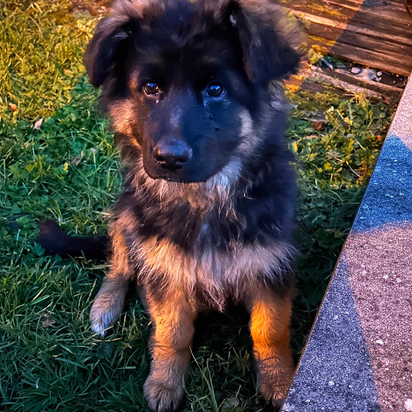 Aby a rejoint le concours — aidez-le/la à gagner de superbes lots ! puppy, dog, grass, outdoor, sunlight, fur, pet, animal, cute, sitting, young, nature, garden, daylight, portrait, canine, fluffy, brown, black, curious