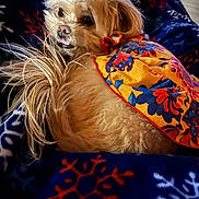 Teddie is registered to the contest to win money with this photo: animal, blanket, closeup, colorful, comfort, cozy, cute_expression, dog, fleece, floral_pattern, fluffy, fur, indoors, looking_back, pet, portrait, resting, small_dog, snowflake_pattern, warm