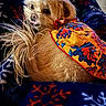 animal, blanket, closeup, colorful, comfort, cozy, cute_expression, dog, fleece, floral_pattern, fluffy, fur, indoors, looking_back, pet, portrait, resting, small_dog, snowflake_pattern, warm