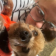 Bella a rejoint le concours — aidez-le/la à gagner de superbes lots ! person, dog, glasses, striped_shirt, orange_sweater, closeup, indoor, cuddle, pet, face, head, fur, eyes, nose, cozy, love, affection, cute, portrait, casual