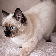 Mallow participe au concours pour gagner de l'argent avec cette photo : animal, blue_eyes, carpet, cat, closeup, curious, cute, ears, feline, fur, indoor, kitten, mammal, pet, siamese, soft_texture, tail, walking, whiskers, young