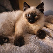 Mallow a rejoint le concours — aidez-le/la à gagner de superbes lots ! cat, kitten, siamese, blue_eyes, fluffy, fur, pet, animal, cute, lying_down, blanket, cozy, indoor, soft_light, whiskers, paw, portrait, relaxed, close_up, feline