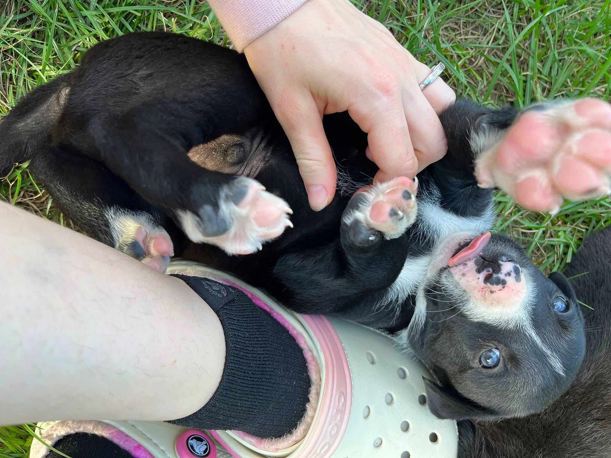 Skull Crusher joined the competition — help win amazing prizes! calf, carmine, carnivore, companion_dog, fashion_accessory, finger, foot, gesture, grass, hand, human_leg, knee, lap, nail, snout, tail, thigh, thumb, toy, wrist