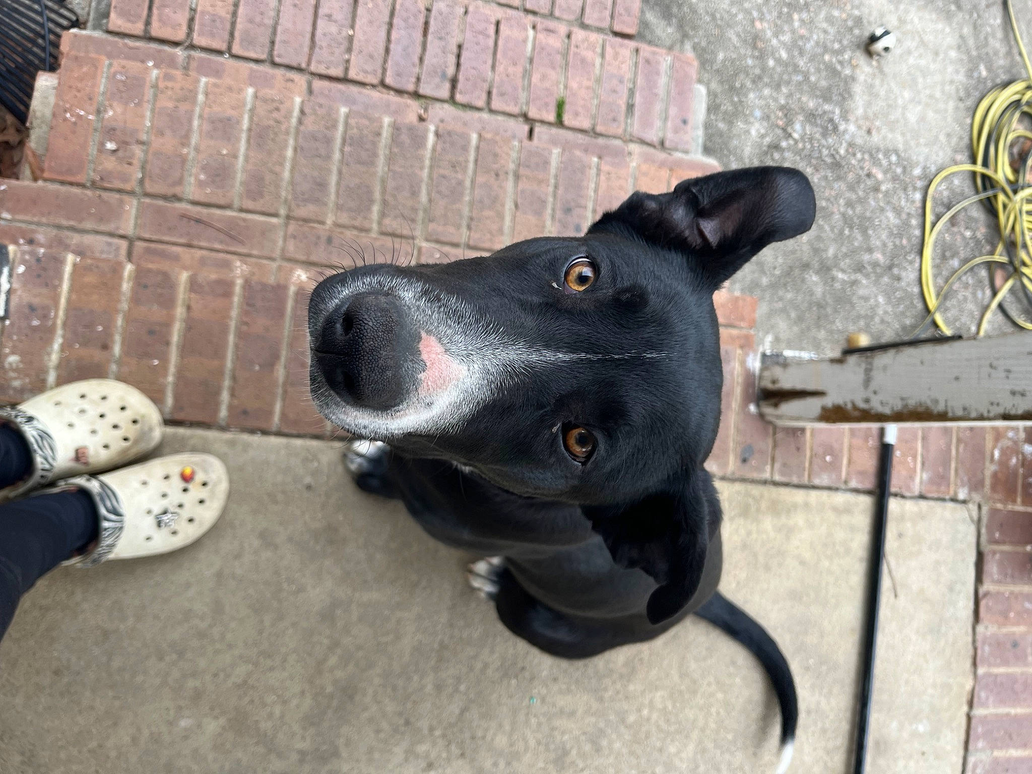 Skull Crusher is registered to the contest to win money with this photo: bicycle, brick, brickwork, canidae, carmine, carnivore, collar, companion_dog, dog, dog_breed, dog_collar, grey, guard_dog, leash, personal_protective_equipment, pet_supply, road_surface, sporting_group, whiskers, working_animal