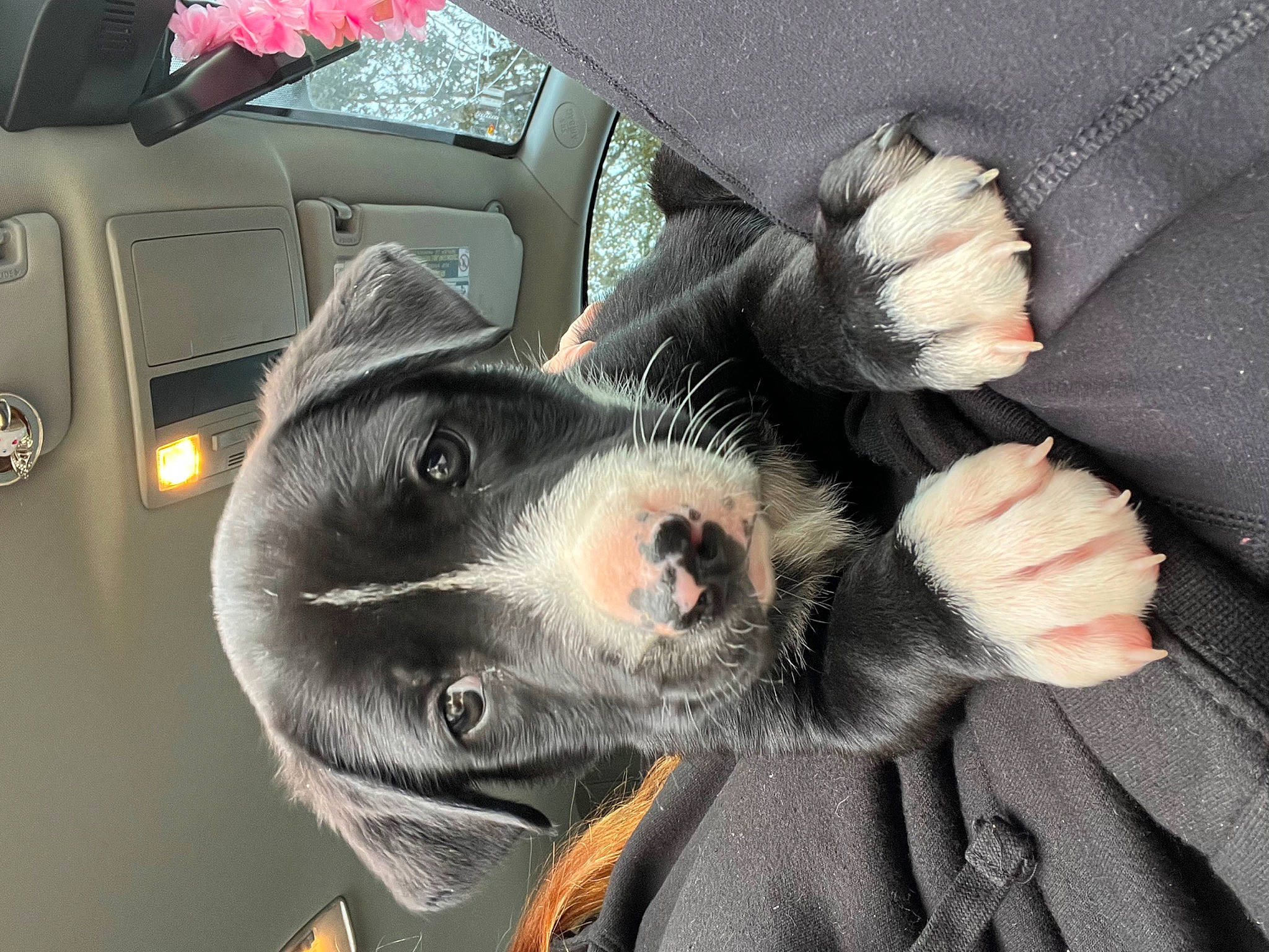 Skull Crusher joined the competition — help win amazing prizes! auto_part, automotive_lighting, automotive_tire, car, car_seat, carnivore, comfort, companion_dog, dog, dog_breed, gesture, hood, motor_vehicle, personal_luxury_car, sporting_group, steering_wheel, vehicle, vehicle_door, whiskers, working_animal