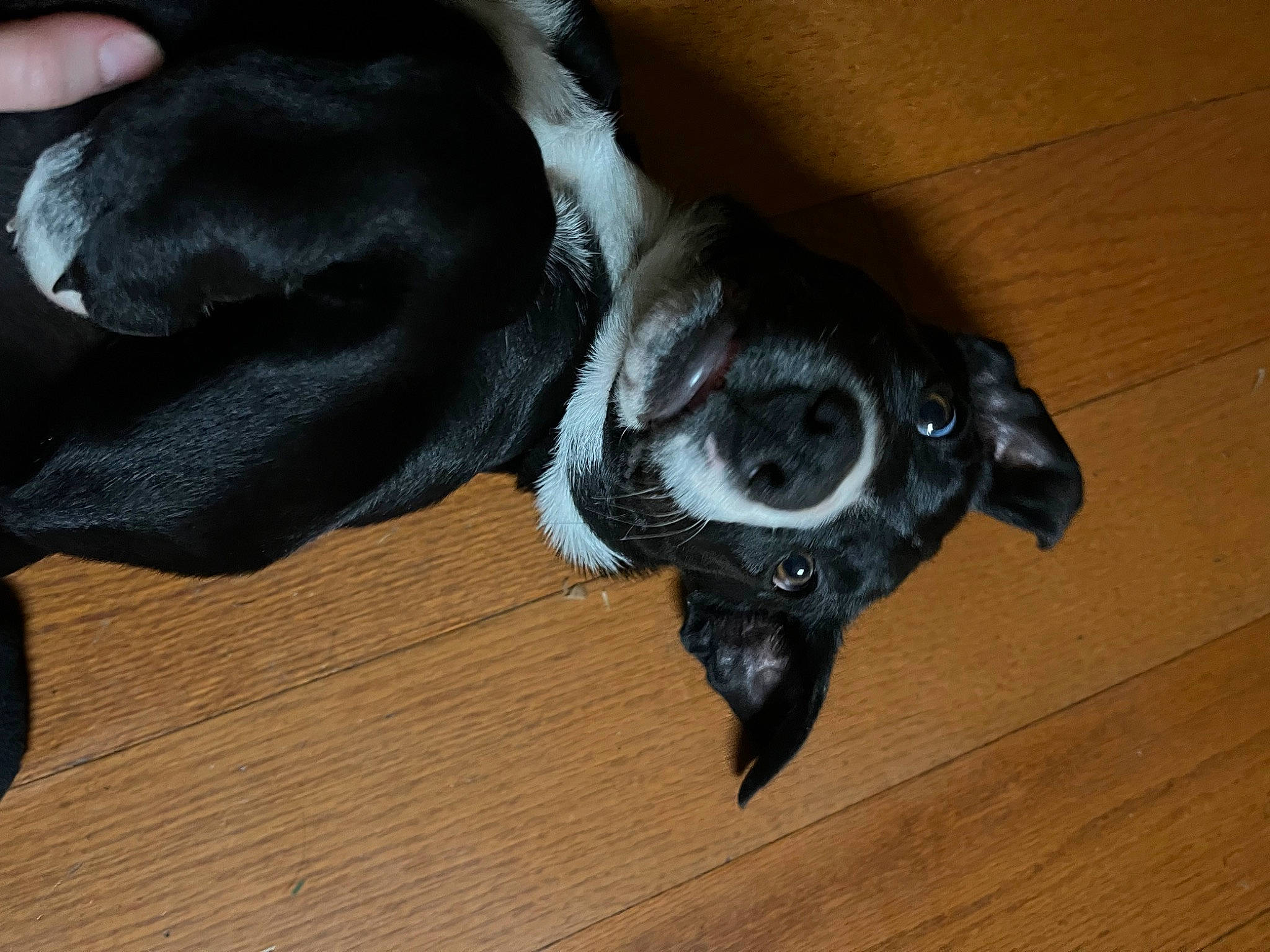 Skull Crusher is registered to the contest to win money with this photo: borador, canidae, carnivore, companion_dog, dog, dog_breed, dog_supply, fawn, flooring, fur, guard_dog, hardwood, paw, pet_supply, snout, sporting_group, tail, whiskers, wood, working_animal