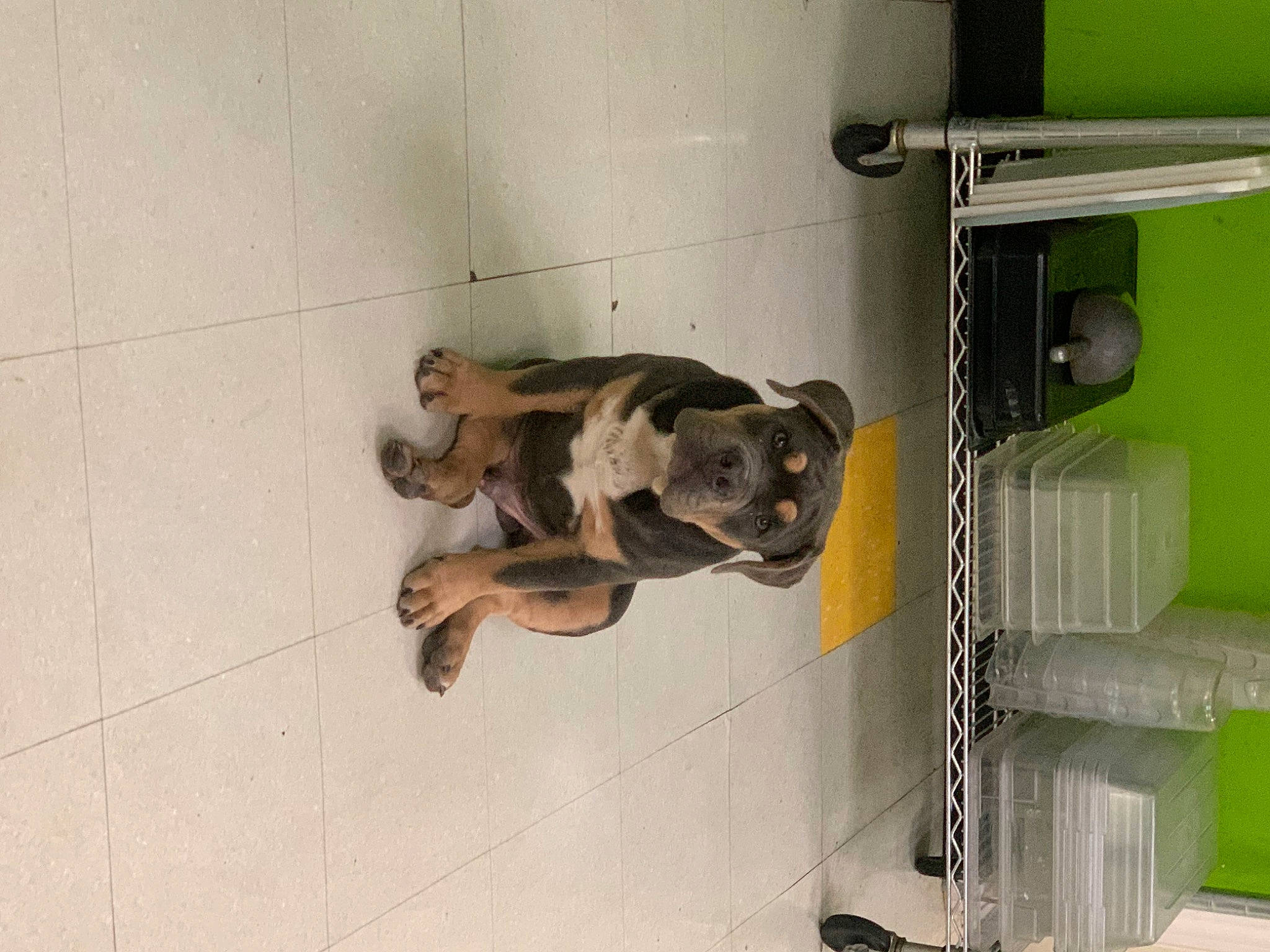 Draco is registered to the contest to win money with this photo: art, canidae, carnivore, ceiling, dog_breed, fawn, felidae, floor, flooring, hardwood, machine, room, sporting_group, tail, wood