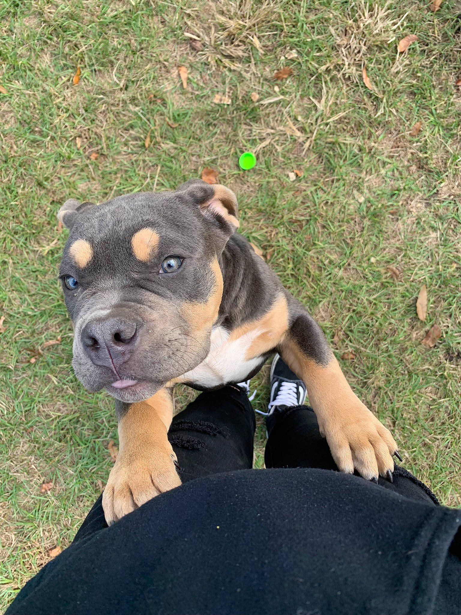 Draco is registered to the contest to win money with this photo: ancient_dog_breeds, art, bulldog, canidae, carnivore, companion_dog, dog, dog_breed, fawn, grass, hunting_dog, molosser, non_sporting_group, plant, rottweiler, snout, sporting_group, terrestrial_animal, working_animal, working_dog