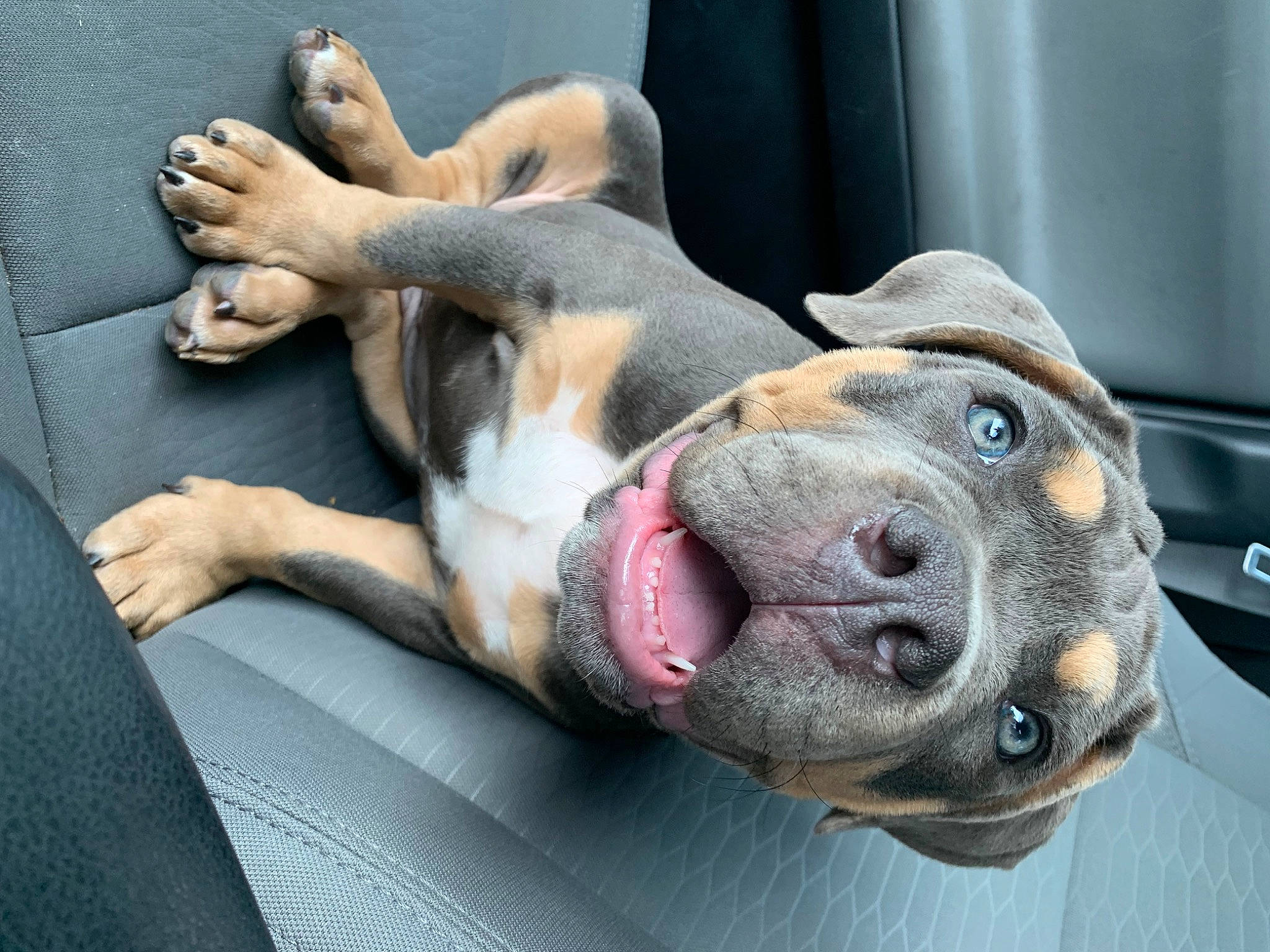 Draco joined the competition — help win amazing prizes! carnivore, collar, comfort, companion_dog, dog, dog_breed, dog_collar, dog_supply, fawn, fur, guard_dog, leash, non_sporting_group, paw, pet_supply, snout, whiskers, working_dog