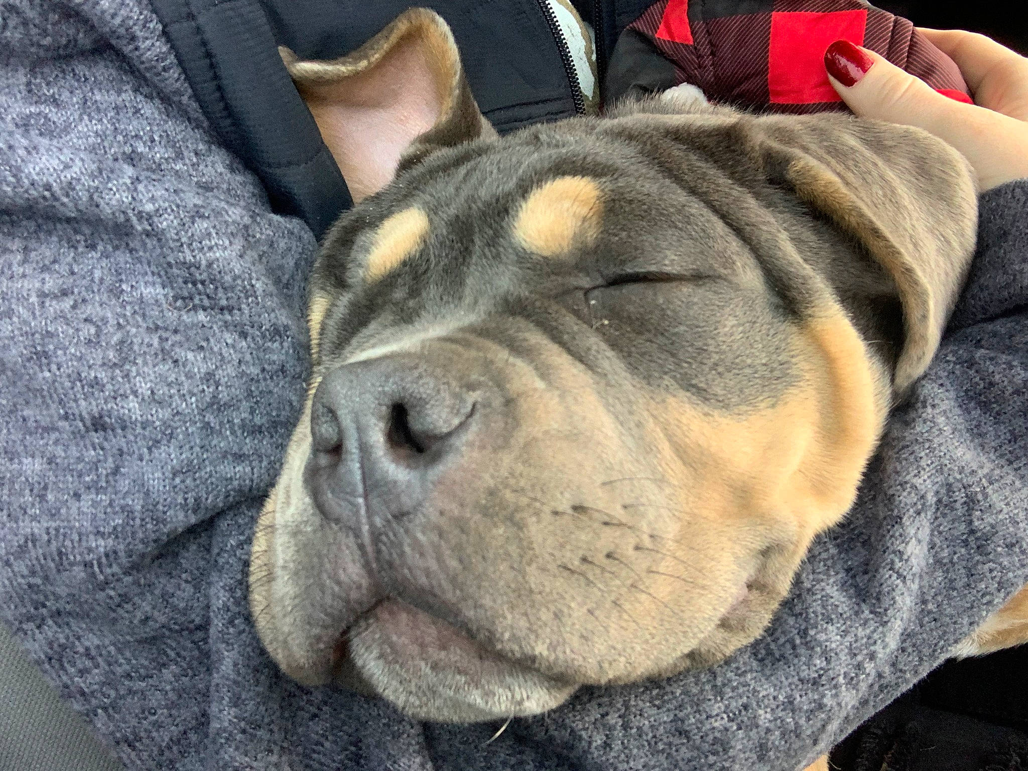 Draco joined the competition — help win amazing prizes! bulldog, canidae, carnivore, collar, comfort, companion_dog, dog, dog_breed, fawn, fur, grey, guard_dog, molosser, shar_pei, snout, sporting_group, terrestrial_animal, whiskers, working_animal, wrinkle