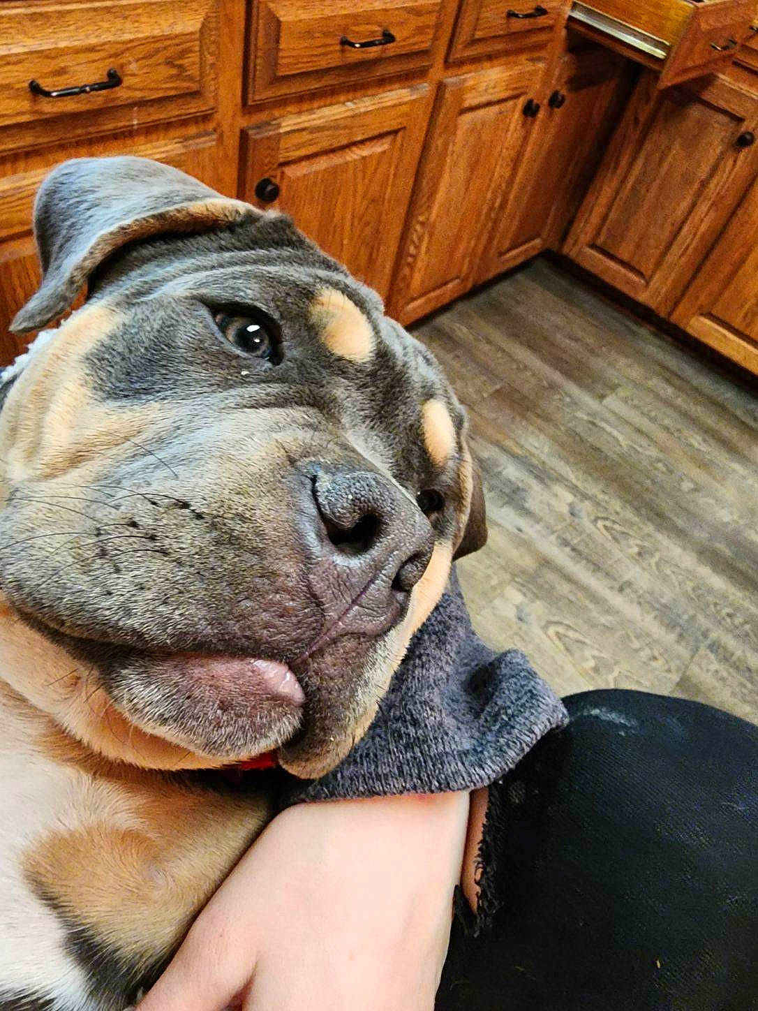 Draco joined the competition — help win amazing prizes! big_cats, bulldog, cabinetry, carnivore, chair, collar, companion_dog, dog, dog_breed, fawn, felidae, hardwood, snout, terrestrial_animal, varnish, whiskers, wood, wood_stain, working_animal, wrinkle