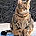 Miss Kittie
