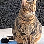Miss Kittie joined the competition — help win amazing prizes! cat, tabby, animal, pet, outdoor, sitting, feline, sunlight, fur, whiskers, tail, nature, branch, wildlife, mammal, domestic, cute, portrait, relaxed, alert