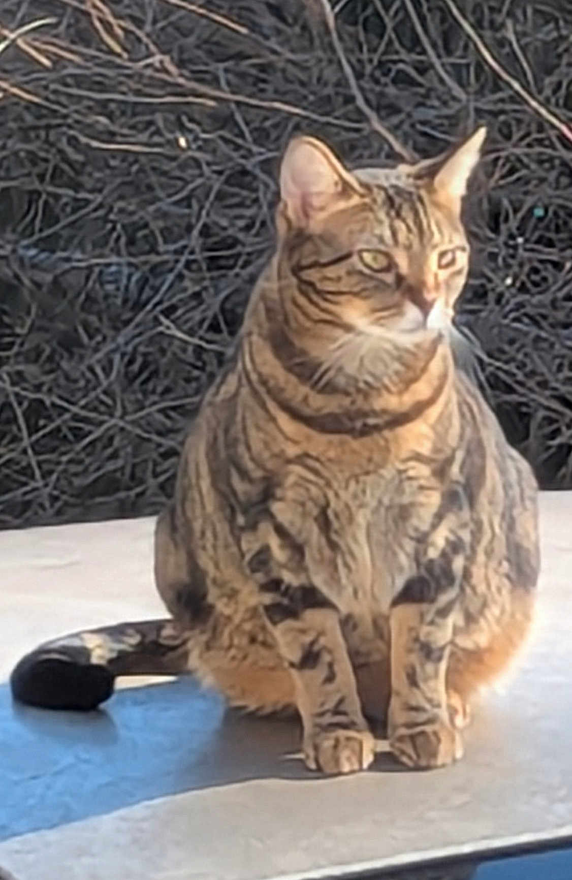 Miss Kittie joined the competition — help win amazing prizes! cat, tabby, animal, pet, outdoor, sitting, feline, sunlight, fur, whiskers, tail, nature, branch, wildlife, mammal, domestic, cute, portrait, relaxed, alert