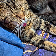 Miss Kittie joined the competition — help win amazing prizes! cat, tabby, tongue, whiskers, close_up, feline, pet, sleepy, resting, blue_cushion, patterned_fabric, animal, fur, cute, domestic_cat, relaxed, indoor, mammal, playful, paw