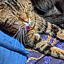 cat, tabby, tongue, whiskers, close_up, feline, pet, sleepy, resting, blue_cushion, patterned_fabric, animal, fur, cute, domestic_cat, relaxed, indoor, mammal, playful, paw