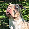Havana participe au concours pour gagner de l'argent avec cette photo : animal, brown, canine, closeup, daylight, dog, ears, grass, happy, muzzle, nature, outdoor, park, peaceful, pet, relaxed, shade, sitting, sunlight, white