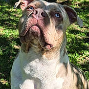 Havana a rejoint le concours — aidez-le/la à gagner de superbes lots ! animal, blue_eyes, canine, closeup, daylight, dog, ears, expression, fur, grass, hopeful, mammal, nature, nose, outdoor, pet, portrait, shadow, sitting, sunlight