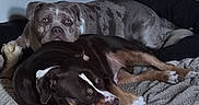 Havana participe au concours pour gagner de l'argent avec cette photo : animal, bedspread, blanket, brown_dog, canine, companion, cozy, dog, domestic, floor, fur, gray_dog, home, indoor, lying_down, pets, relaxing, resting, snuggling, two_dogs