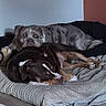 animal, bedspread, blanket, brown_dog, canine, companion, cozy, dog, domestic, floor, fur, gray_dog, home, indoor, lying_down, pets, relaxing, resting, snuggling, two_dogs