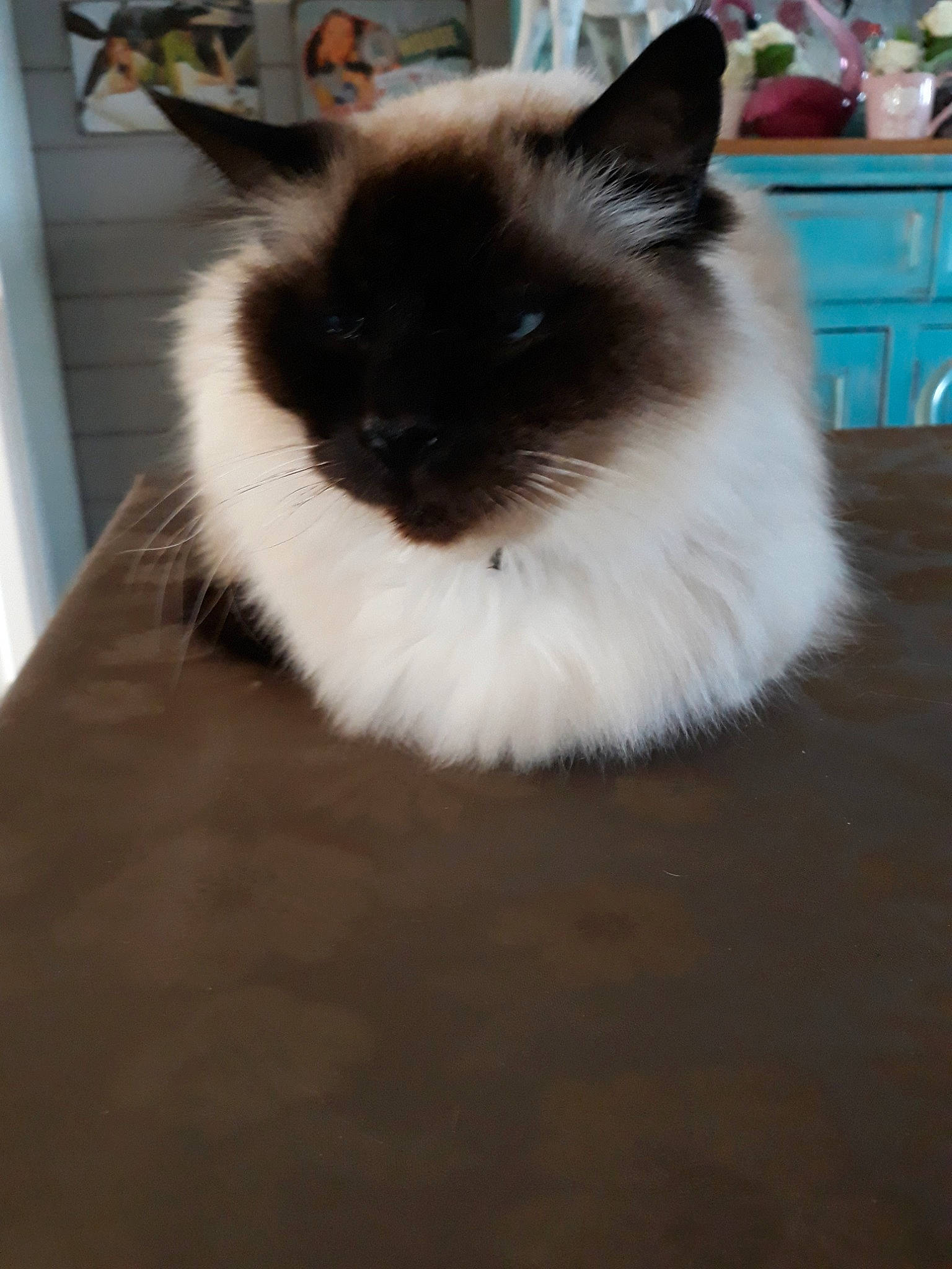 Dali participe au concours pour gagner de l'argent avec cette photo : balinese, birman, burmese, carnivore, cat, domestic_long_haired_cat, fawn, felidae, fur, himalayan, mammal, norwegian_forest_cat, ragdoll, siamese, small_to_medium_sized_cats, snowshoe, tonkinese, vertebrate, whiskers