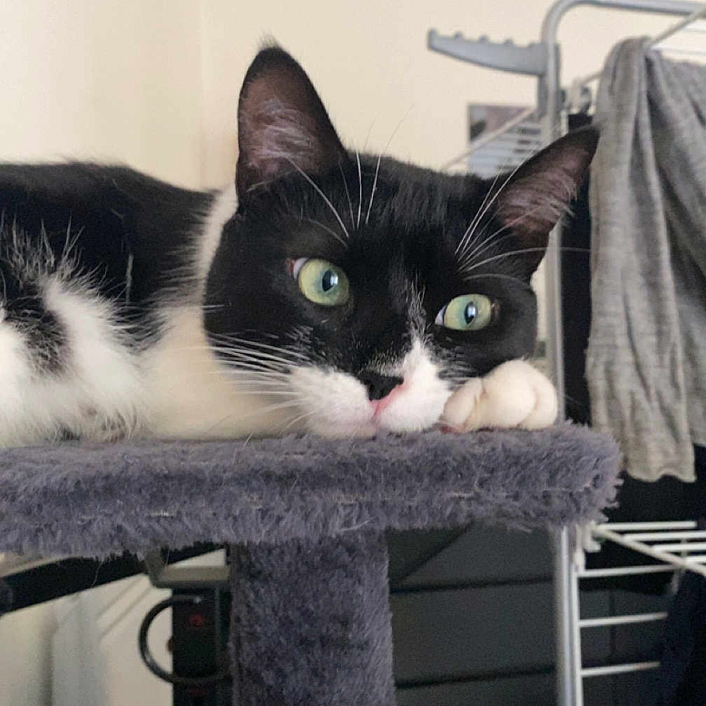 Seiko a rejoint le concours — aidez-le/la à gagner de superbes lots ! abyssinian, animal, architecture, bed, bedroom, cat, chair, closet, cupboard, desk, furniture, homedecor, indoors, kitten, laundry, manx, pet, room, shelf, table