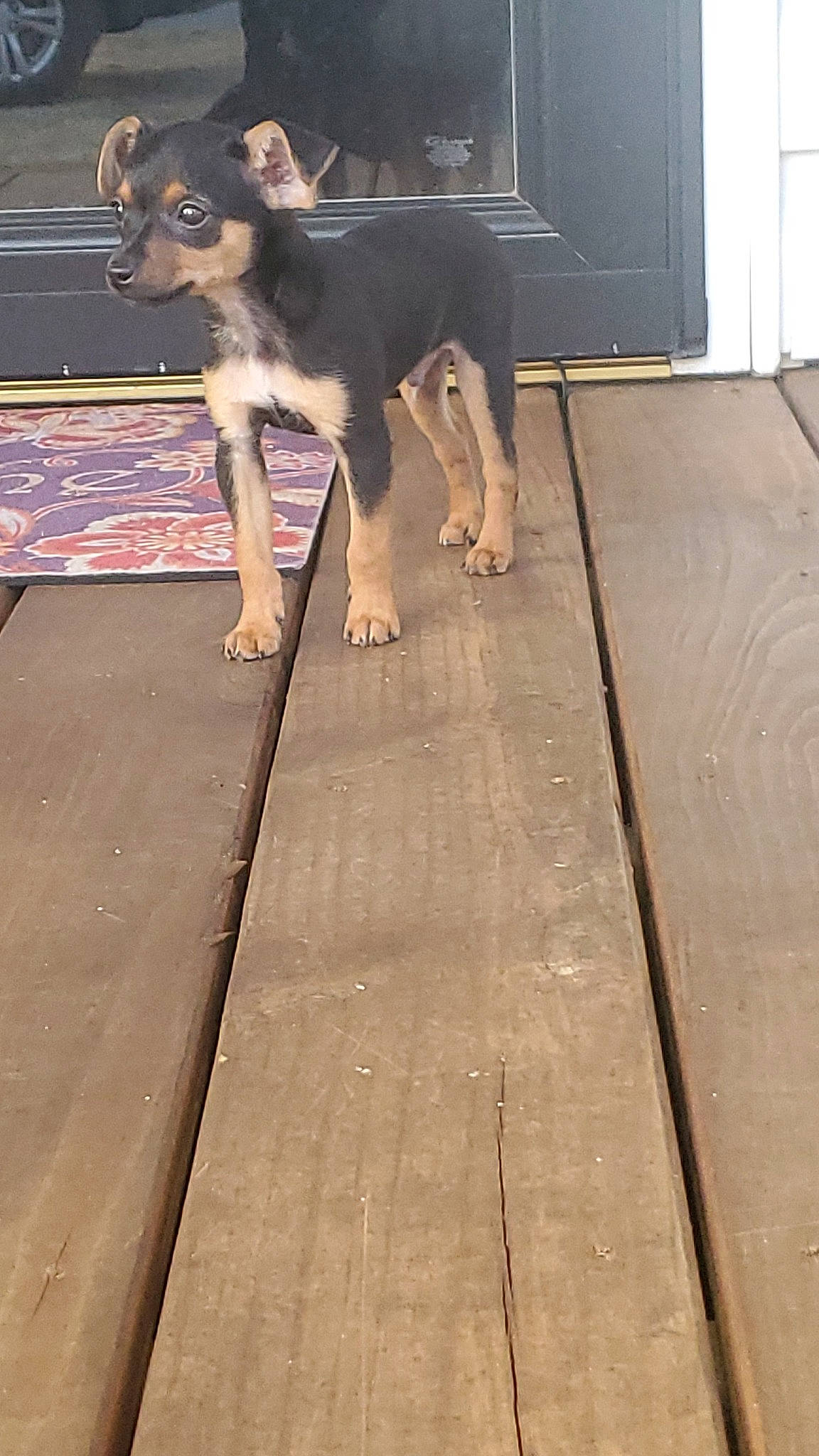 Ace joined the competition — help win amazing prizes! carnivore, companion_dog, dog, dog_breed, door, fawn, floor, flooring, guard_dog, hardwood, plank, plywood, road_surface, sidewalk, snout, sporting_group, toy_dog, wood, wood_stain, working_animal