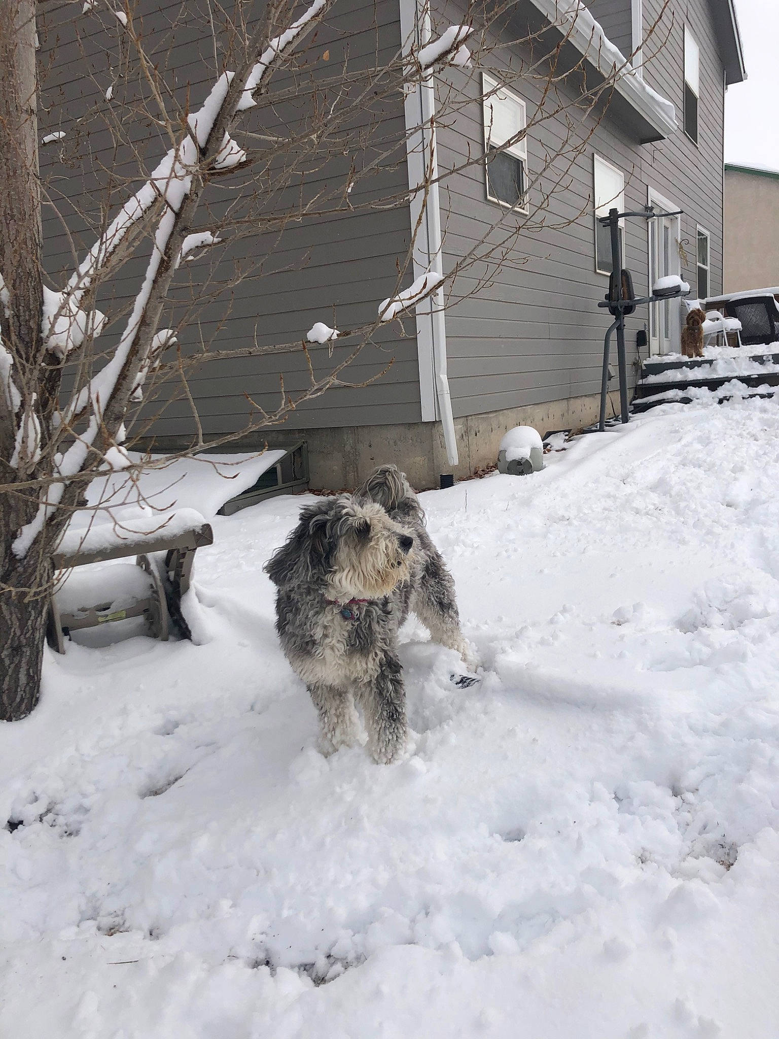 Peggy is registered to the contest to win money with this photo: blizzard, bosnian_coarse_haired_hound, canidae, carnivore, dog, dog_breed, snout, snow, sporting_group, terrier, winter, winter_storm