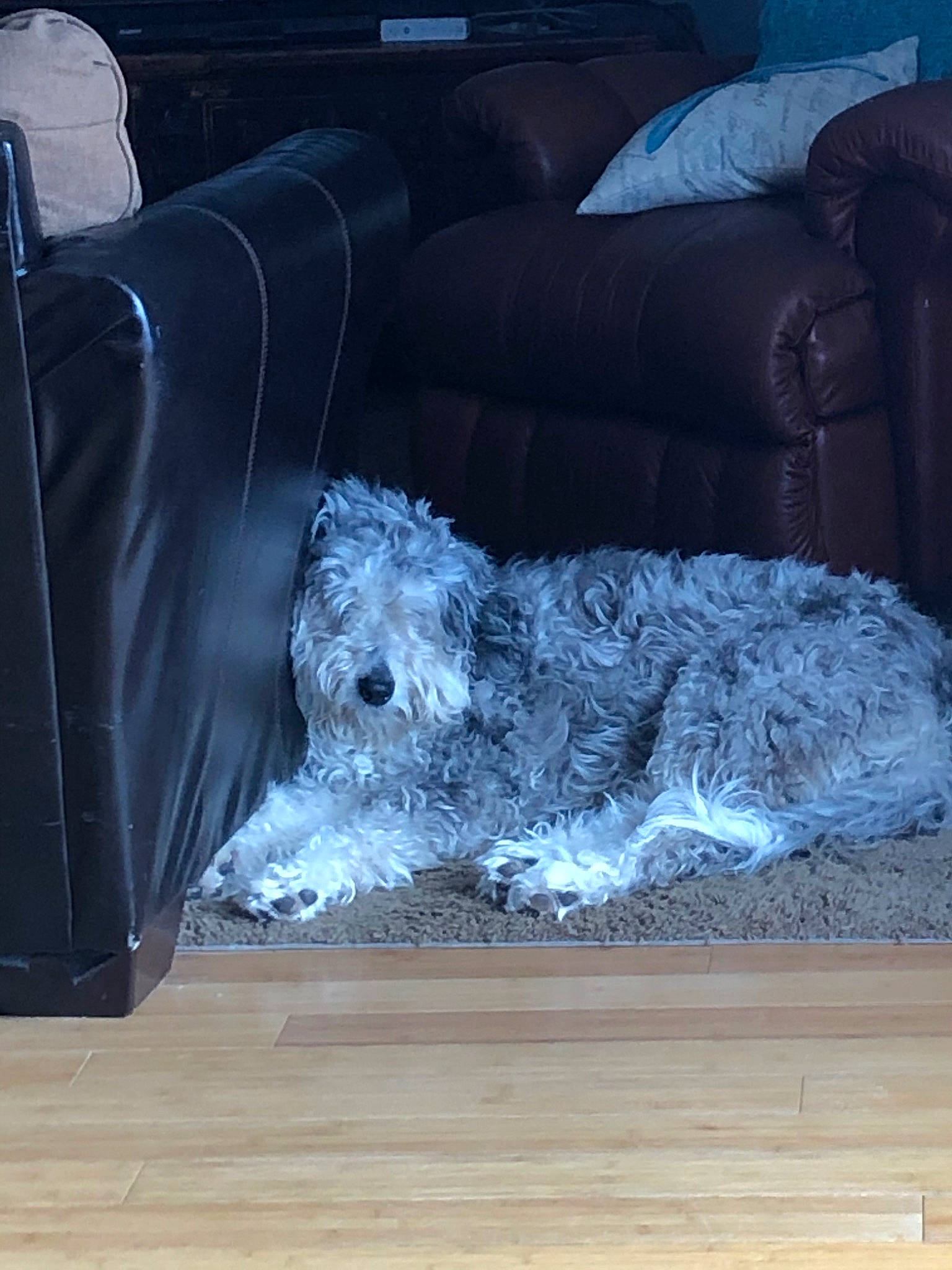 Peggy is registered to the contest to win money with this photo: canidae, carnivore, couch, dog, dog_breed, furniture, sporting_group, terrier, water