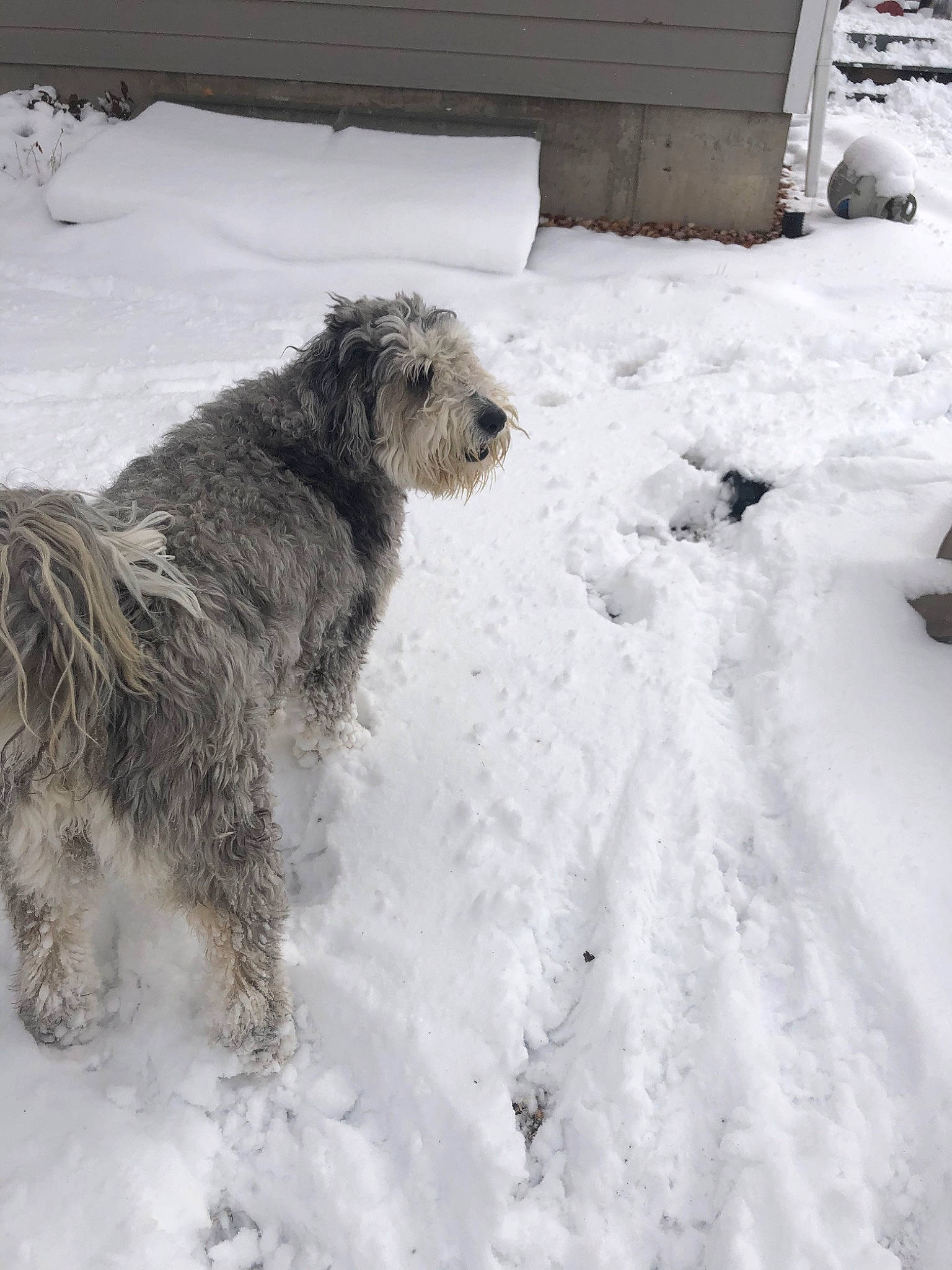Peggy is registered to the contest to win money with this photo: bosnian_coarse_haired_hound, canidae, carnivore, catalan_sheepdog, dog, dog_breed, glen_of_imaal_terrier, irish_soft_coated_wheaten_terrier, irish_wolfhound, mammal, polish_lowland_sheepdog, pumi, pyrenean_shepherd, romanian_mioritic_shepherd_dog, schapendoes, snow, sporting_group, terrier, tibetan_terrier, winter