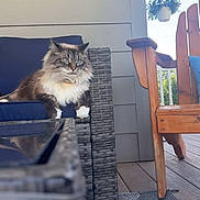 Vinny is registered to the contest to win money with this photo: animal, blue_eyes, cat, daylight, feline, flower_pot, fluffy_cat, furniture, hanging_plant, home, leisure, navy_cushion, outdoor, pet, porch, relaxing, rug, wicker_chair, wood_floor, wooden_chair