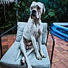 Chou participe au concours pour gagner de l'argent avec cette photo : dog, outdoor, chair, patio, tile_floor, cushion, white_dog, brown_spots, inflatable_pool, greenery, plants, furniture, pet, sitting, looking_away, backyard, relaxing, summer, animal, canine