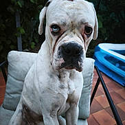 Chou participe au concours pour gagner de l'argent avec cette photo : dog, white_dog, blue_eye, brown_eye, sitting, chair, outdoor, backyard, cushion, inflatable_pool, pet, canine, portrait, animal, tile_floor, greenery, fence, closeup, expression, companion