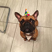 Lilly participe au concours pour gagner de l'argent avec cette photo : bulldog, canidae, carnivore, companion_dog, dog, dog_breed, fawn, floor, flooring, french_bulldog, mammal, molosser, non_sporting_group, pug, puppy, snout, tile, toy_bulldog