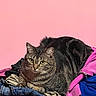 cat, tabby_cat, clothes, pile, pink_wall, indoor, feline, resting, curious, green_eyes, striped_fur, fabric, soft, casual, domestic_animal, pet, cozy, relaxed, pile_of_clothes, colorful