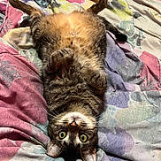 Lily joined the competition — help win amazing prizes! cat, tabby_cat, lying_down, upside_down, green_eyes, fur, whiskers, paws, blanket, colorful, patterned, bed, cozy, indoor, pet, cute, relaxed, animal, mammal, resting