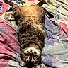 cat, tabby_cat, lying_down, upside_down, green_eyes, fur, whiskers, paws, blanket, colorful, patterned, bed, cozy, indoor, pet, cute, relaxed, animal, mammal, resting