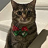 Lily is registered to the contest to win money with this photo: cat, tabby, pet, indoor, stairs, bow_tie, christmas, holiday, feline, animal, whiskers, cute, portrait, looking, fur, sitting, domestic, shadow, closeup, face