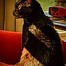 black_cat, cat, indoor, red_chair, sunlight, window, table, radio, furniture, pet, animal, domestic_cat, fur, whiskers, side_profile, relaxed, cozy, household, daylight, warm_light