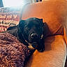 Jackson is registered to the contest to win money with this photo: dog, black_dog, couch, blanket, indoor, pet, relaxed, furniture, window, cozy, living_room, orange_couch, purple_blanket, domestic_animal, companion, animal, resting, calm, household, comfort