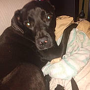 Jackson is registered to the contest to win money with this photo: dog, black_dog, bed, blanket, indoor, pet, canine, fur, looking_back, resting, animal, sleepy, cozy, domestic, mammal, companion, lying_down, cute, household, comfort