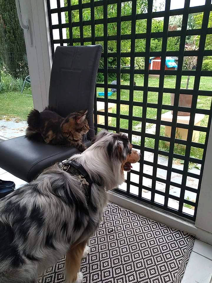 Suzie participe au concours pour gagner de l'argent avec cette photo : carnivore, cat, comfort, companion_dog, dog, dog_breed, fawn, felidae, fur, hardwood, interior_design, mammal, pet_supply, plant, small_to_medium_sized_cats, table, tail, vertebrate, whiskers, window